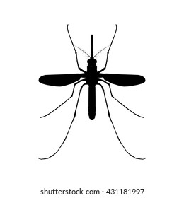 Mosquito isolated on white background.