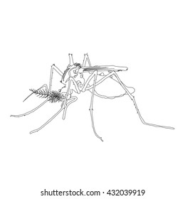 Mosquito isolated on white background, Vector illustration