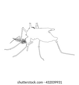 Mosquito isolated on white background, Vector illustration