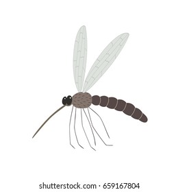 mosquito isolated on white background
