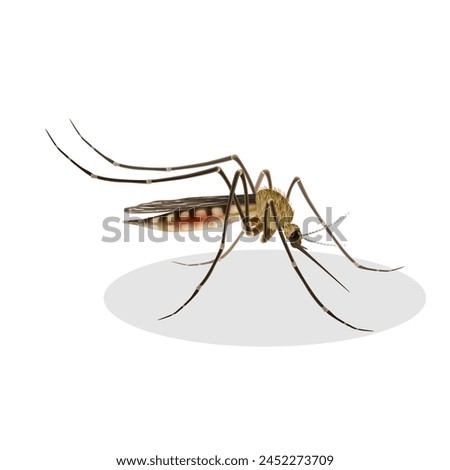 mosquito isolated on white background