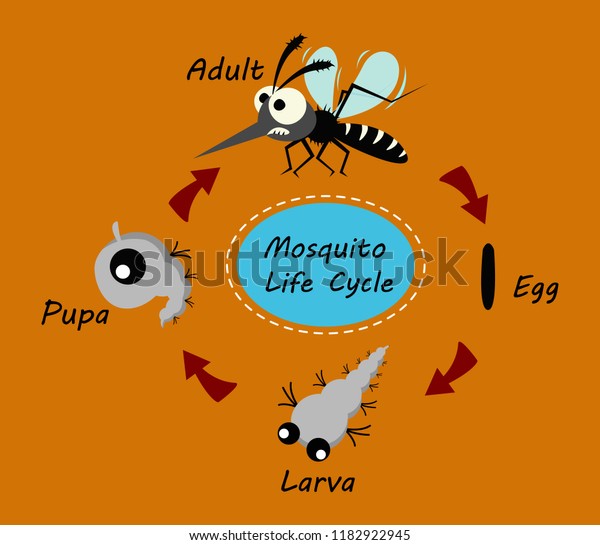 Mosquito Life Cycle Concept Vector Illustration Stock Vector (Royalty ...