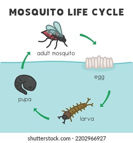 Mosquito Life Cycle Diagram Chart Science Stock Vector (Royalty Free ...