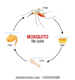 Jaguar Life Cycle