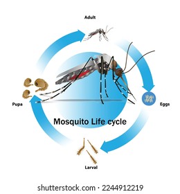 Mosquito Life cycle graphic vector illustration