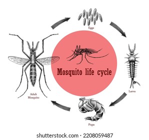 Mosquito Life Cycle Hand Drawing Engraving Stock Vector (Royalty Free ...