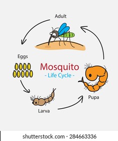 373 Life cycle mosquito Images, Stock Photos & Vectors | Shutterstock