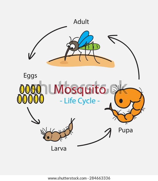 Life Cycle Of A Mosquito Drawing