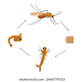 Mosquito life cycle illustration with eggs, larva, pupa and, adult mosquito. Cute insect vector design for children books, posters, and banners.