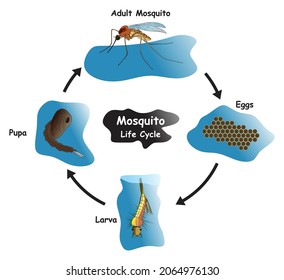 Mosquito Life Cycle Infographic Diagram showing different phases and development stages including eggs larva pupa and adult mosquito for biology science education