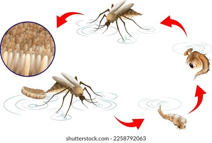 Mosquito Life Cycle Infographic illustration