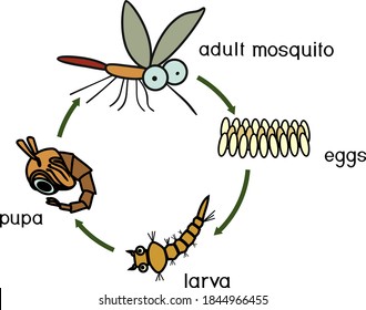Life Cycle Mosquito Images Stock Photos Vectors Shutterstock
