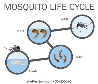 373 Life cycle mosquito Images, Stock Photos & Vectors | Shutterstock