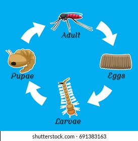 Mosquito Life Cycle Vector Illustration
