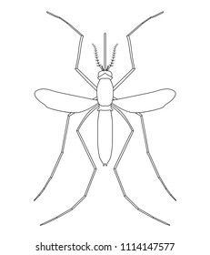 mosquito line vector design