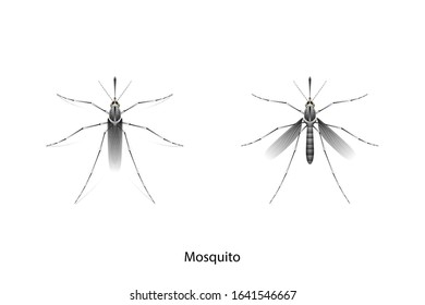 Mosquito object vector on white background,isolated for graphic design,agriculture,education,science,art work.