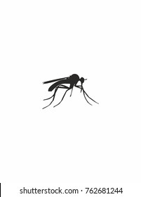 Mosquito on white background