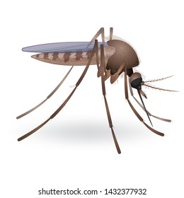  Mosquito on a white background. Close-up or macro. Vector illustration.