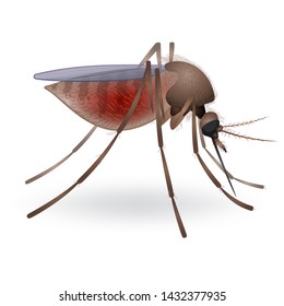 Mosquito on a white background. Close-up or macro. Vector illustration.