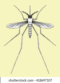 Mosquito painted by hand. Insect. Black and white drawing. Line art. Doodle. Zentangl.