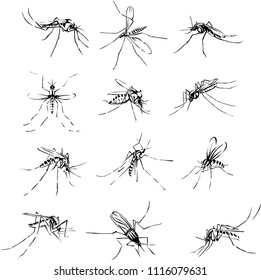 The mosquito, proboscis, bite, vector, silhouette, symbol, black 