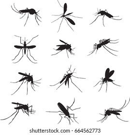 The Mosquito, Proboscis, Bite, Vector, Silhouette, Symbol, Black