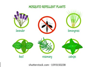 Mosquito repellent plants infographic isolated on white background.   Plants to use as a natural mosquito repellent. Lavender, citronella, basil, rosemary and catnip. Stock vector illustration. EPS 10