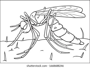 Mosquito sketch on a white background