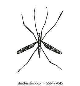 mosquito sketch. vector illustration