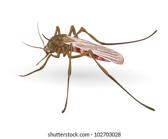 Mosquito. Vector illustration.