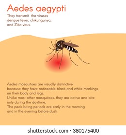 Mosquito. Vector illustration