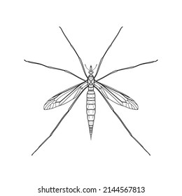 Mosquito. Vector illustration in graphic style isolated on white background.