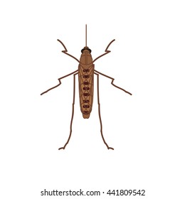 Mosquito vector illustration. Little mosquito. 