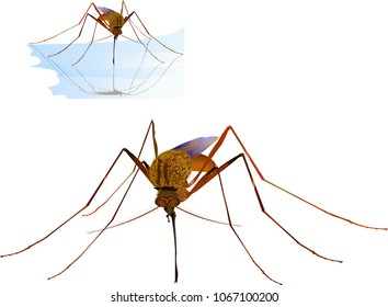 Mosquito vector illustration on white background
