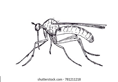The mosquito, vector sketch of an insect.