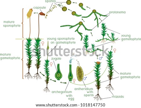 Moss life cycle. Diagram of a life cycle of a Common haircap moss (Polytrichum commune) Stock photo © 