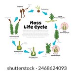 Moss Life Cycle Diagram for Science Education development process scheme illustration, Different insect stages from stages spores, protonema, gametophyte, archegonium, reproduction explanation.