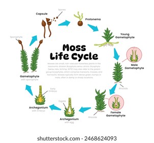 Moss-Lebenszyklusdiagramm für die Wissenschaft Bildung Entwicklung Prozess-Schema Illustration, Verschiedene Insekten Stadien aus Stadien Sporen, Protonema, Gametophyt, Archegonium, Reproduktion Erklärung.
