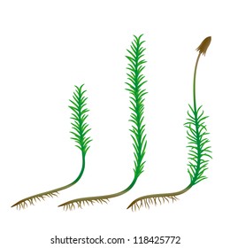 Moss Macro Isolated - Polytrichum commune, Common Hair Cap Moss