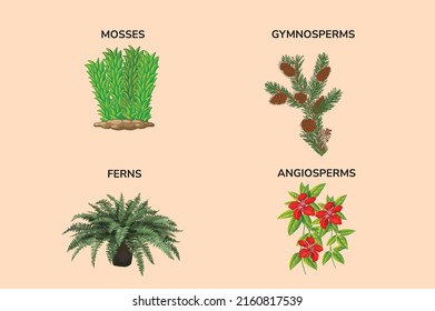 Mosses ferns gymnosperms angiosperms illustration