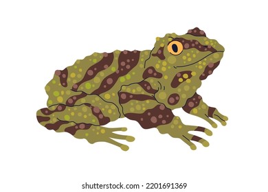 Mossy bug-eyed tree frog. Treefrog, green amphibian reptile. Moss animal with parotoid glands, stripes. Vietnamese, Chinese froggy. Flat graphic vector illustration isolated on white background