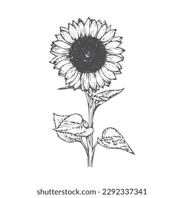 The most beautiful black and white sunflower