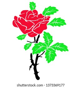 The most beautiful roses