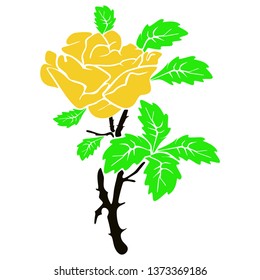 The most beautiful roses