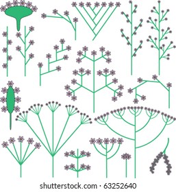 Most common flower inflorescence types (schemes)