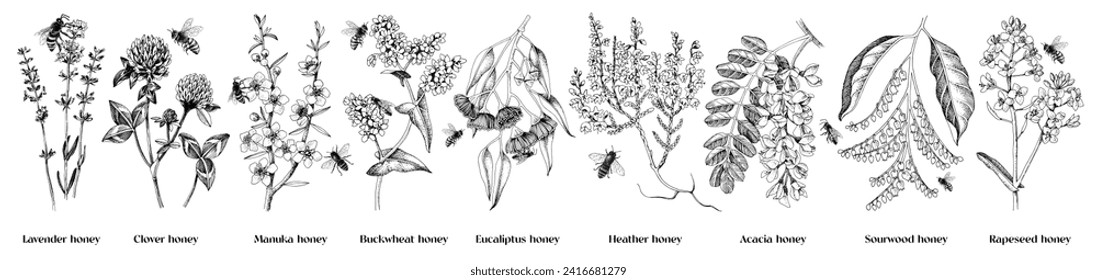 Most popular honey plants set