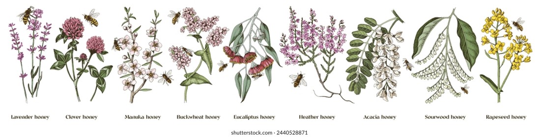 Most popular honey plants set