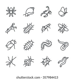 The most popular terrarium insects as line icons / There are typical terrarium insects like snail, spider and ant

