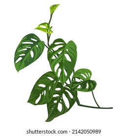 A mostera (Monstera Adansonii) plant isolated on the white background, monstera vector illustration.