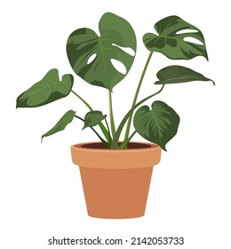 Una planta de mostera (Monstera Deliciosa) aislada en el fondo blanco, ilustración vectorial monstera.